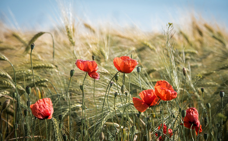 poppy.png poppy.png
