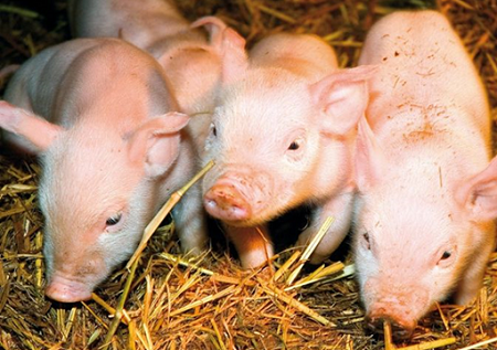 pigs.png pigs.png