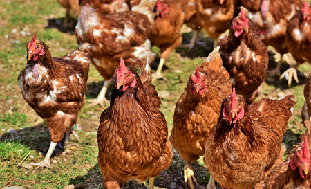 poultry.png poultry.png