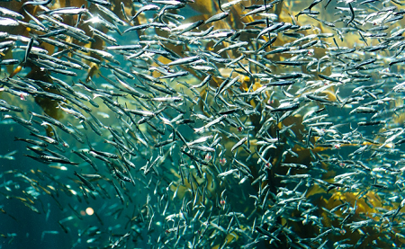 fish.png fish.png